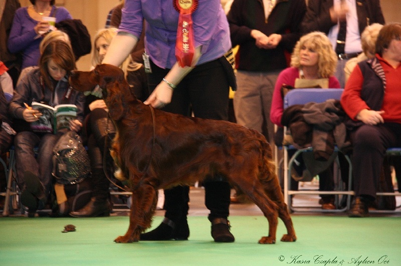 Crufts2011_2 163.jpg